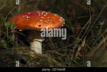 Champignon toxique ou tabouret entre l'herbe Banque D'Images