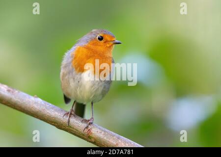 Le robin européen (erithacus rubecula) en automne. Banque D'Images