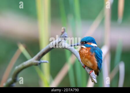 kingfisher eurasien (Alcedo atthis) assis sur son perchoir en automne. Banque D'Images