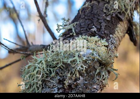 Macro Photographie de mousse dans une branche de chêne-liège. Ce lichen provoque la maladie de communément connue sous le nom de la seca et finalement l'origine de la carie et la mort de Banque D'Images