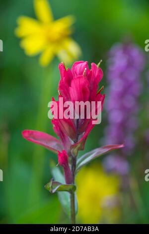 Red Indian Paintbrush (Castilleja miniata), Rocky mountains, Colorado, Etats-Unis, par Bruce montagne/Dembinsky photo Assoc Banque D'Images