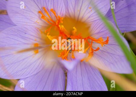 Natural World Beauty concept - abeille cachée profondément le centre d'un crocus d'automne Banque D'Images