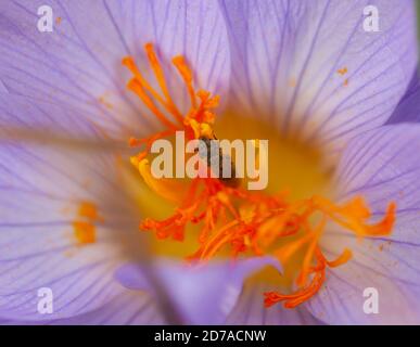 Beauté du monde naturel en macro concept - abeille à l'intérieur le centre d'un crocus d'automne Banque D'Images