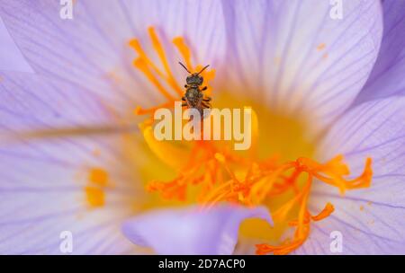 Natural World Beauty concept - abeille émergeant d'un crocus d'automne Banque D'Images