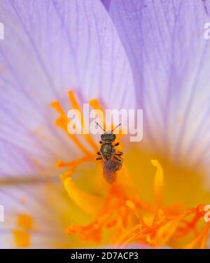 Natural World Beauty concept - abeille sur les pistils d'un crocus d'automne Banque D'Images