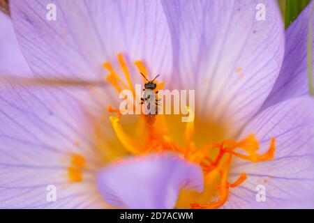 Beauté du monde naturel en macro concept - abeille à l'intérieur le centre d'un crocus d'automne Banque D'Images