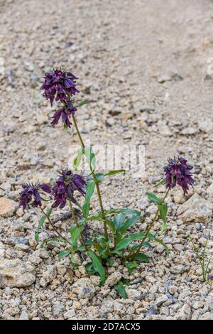 Penstamon de Whipple (Penstemon whippleanus), Rocky Mountains, Colorado, États-Unis, par Bruce montagne/Dembinsky photo Assoc Banque D'Images