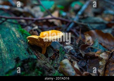 Hygrophoropsis aurantiaca, communément connu sous le nom de fausse chanterelle, est une espèce de champignon de la famille des Hygrophoropsidaceae Banque D'Images