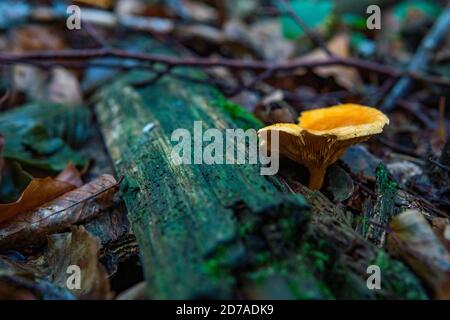 Hygrophoropsis aurantiaca, communément connu sous le nom de fausse chanterelle, est une espèce de champignon de la famille des Hygrophoropsidaceae Banque D'Images