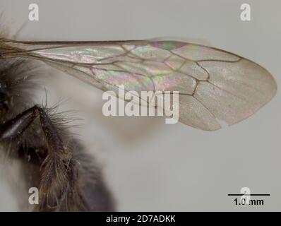 Pinklé, Santa Clara, Californie, États-Unis, Andena (Dactylandrena) maura Viereck, 1924, Animalia, Arthropoda, Insecta, Hyménoptères, Andrénidae Banque D'Images