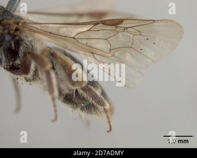 Pinklé, rivière Mount Hamilton, Santa Clara, Californie, États-Unis, Andena (Simandrena) opacella Timberlake, 1951, Animalia, Arthropoda, Insecta, Hyménoptères, Andrénidae Banque D'Images