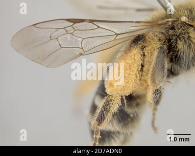 Pink, Claremont, Los Angeles, Californie, États-Unis, Andrena plumifera Cockerell, 1916, Animalia, Arthropoda, Insecta, Hyménoptères, Andrénidae Banque D'Images