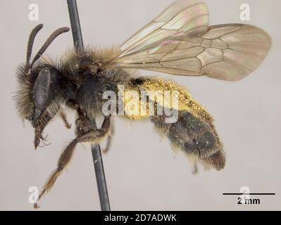 Punaisé, Université de Stanford, Santa Clara, Californie, États-Unis, Andena (Thysandrena) subdepressa Timberlake, 1951, Animalia, Arthropoda, Insecta, Hyménoptères, Andenidae Banque D'Images