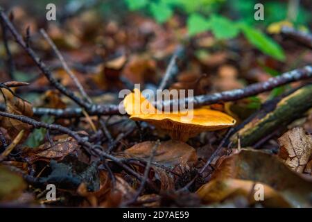 Hygrophoropsis aurantiaca, communément connu sous le nom de fausse chanterelle, est une espèce de champignon de la famille des Hygrophoropsidaceae Banque D'Images