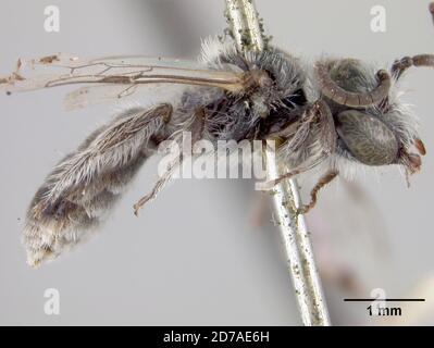 Pinkle, Santa Clara, Californie, États-Unis, Halictoides ilicifoliae Cockerell, 1910, Animalia, Arthropoda, Insecta, Hyménoptères, Halictidae Banque D'Images