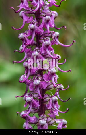 Elephanthead Lousewort (Pedicularis groenlandica), Rocky Mountains, Colorado, États-Unis, par Bruce montagne/Dembinsky photo Assoc Banque D'Images