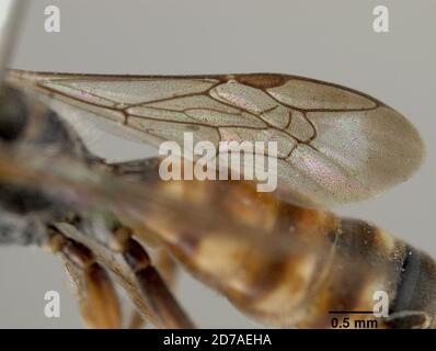 Pinkle, Claremont, Los Angeles, Californie, États-Unis, Nomada (Nomada) érythrospila Cockerell, 1916, Animalia, Arthropoda, Insecta, Hyménoptères, Apidae Banque D'Images