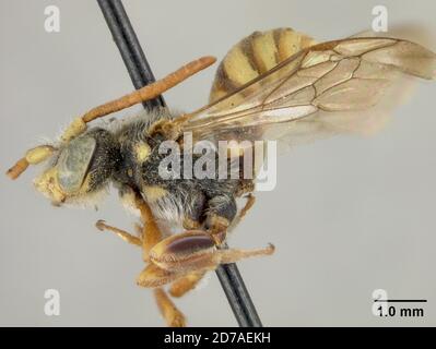 Pinkle, Palisade, Californie, États-Unis, Nomada luteopicta Cockerell, 1905, Animalia, Arthropoda, Insecta, Hyménoptères, Apidae Banque D'Images