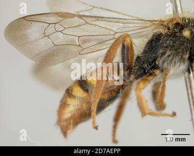 Pinklé, Claremont, montagnes proches, Los Angeles, Californie, États-Unis, Nomada odontocera Cockerell, 1916, Animalia, Arthropoda, Insecta, Hyménoptères, Apidae Banque D'Images