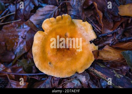 Hygrophoropsis aurantiaca, communément connu sous le nom de fausse chanterelle, est une espèce de champignon de la famille des Hygrophoropsidaceae Banque D'Images