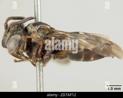 Pink, Los Angeles, Californie, États-Unis, Epeolus asperatus Cockerell, 1909, Animalia, Arthropoda, Insecta, Hyménoptères, Apidae Banque D'Images