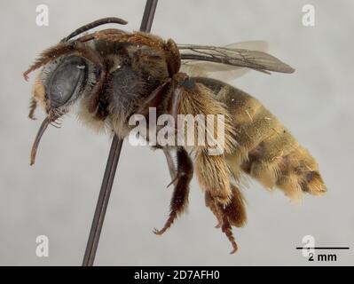 Pinkken, Zamorano, Honduras, Francisco Morazan, Honduras, Exomalopsis fulvotecta Cockerell, 1949, Animalia, Arthropoda, Insecta, Hyménoptères, Apidae Banque D'Images