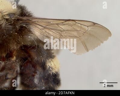 Pinkle, Palo Alto, Santa Clara, Californie, États-Unis, Anthophora stanfordiana Cockerell, 1904, Animalia, Arthropoda, Insecta, Hyménoptères, Apidae Banque D'Images