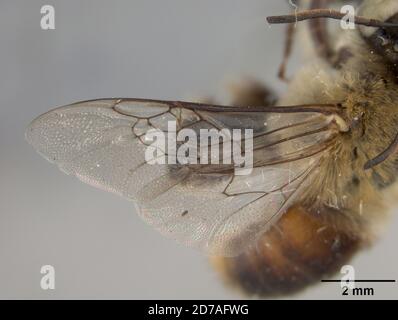 Pinkken, Zamorano, Honduras, Francisco Morazan, Honduras, Centris rufomaculata Cockerell, 1949, Animalia, Arthropoda, Insecta, Hyménoptères, Apidae Banque D'Images