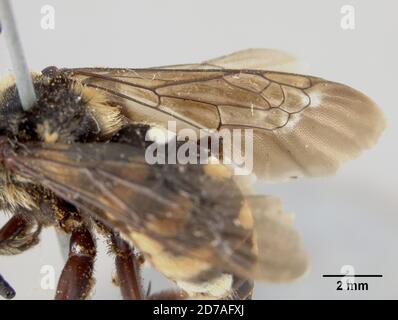 Rociada, San Miguel, Nouveau-Mexique, États-Unis, Melecta interrupta var. Rociadensis Cockerell, 1904, Animalia, Arthropoda, Insecta, Hyménoptères, Apidae Banque D'Images