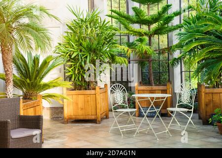 Mobilier de jardin en métal, tabourets et table debout dans des plantes tropicales orangery avec des palmiers dans des parterres en bois. Temps de détente dans l'intérieur biophile Banque D'Images