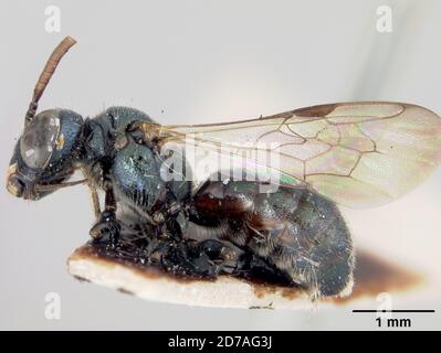 Pinklé, Alum Rock Park, Santa Clara, Californie, États-Unis, Ceratina submaritima ehrhorni Cockerell, 1903, Animalia, Arthropoda, Insecta, Hyménoptères, Apidae Banque D'Images