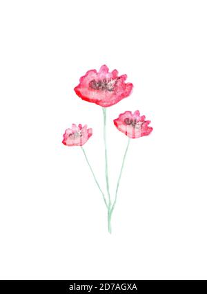 Aquarelle peinte à la main, illustration des fleurs de pavot Banque D'Images