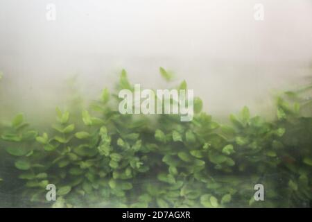 Plantes vertes dans le brouillard avec tiges et feuilles derrière le verre dépoli. Mise au point sélective Banque D'Images