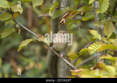 Oiseau femelle de chaffinch (Fringilla coelebs), Royaume-Uni Banque D'Images