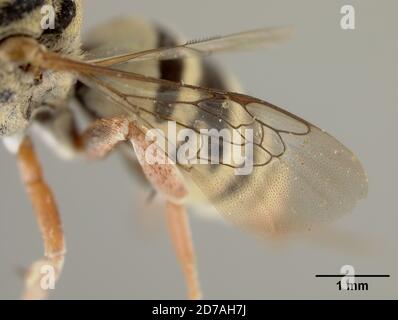 Pink, Claremont, Los Angeles, Californie, États-Unis, Triepeolus ancoratus Cockerell, 1916, Animalia, Arthropoda, Insecta, Hyménoptères, Apidae Banque D'Images