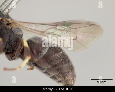 Pinkle, Los Angeles, Californie, États-Unis, Prosopis coquilletti Cockerell, 1896, Animalia, Arthropoda, Insecta, Hymenoptera, Colletidae Banque D'Images