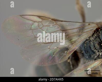 Pinked, Claremont, Los Angeles, Californie, États-Unis, Conanthalictus bakeri Crawford, 1907, Animalia, Arthropoda, Insecta, Hyménoptères, Halictidae Banque D'Images