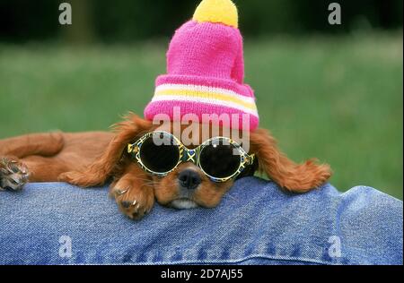CAVALIER KING CHARLES SPANIEL AVEC CAPOT ET LUNETTES DE SOLEIL Banque D'Images