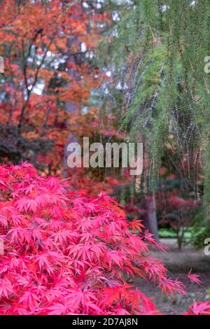 Couleurs d'automne. Acer et les érables dans un feu de couleur, photographiés à l'arboretum Westonbirt, Gloucestershire, Royaume-Uni, au mois d'octobre. Banque D'Images