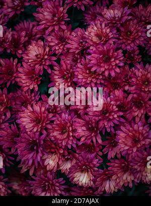 Automne frais rose ou violet chrisantemum gros plan arrière, vue de dessus Banque D'Images
