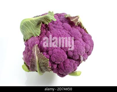 Chou-fleur violet contre FOND BLANC Banque D'Images