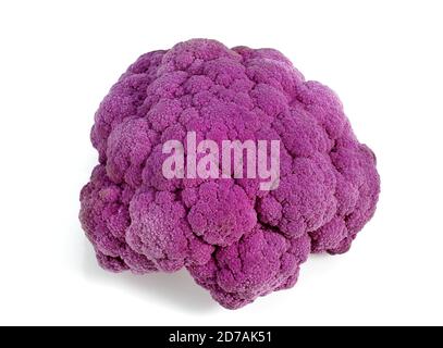 Chou-fleur violet contre FOND BLANC Banque D'Images