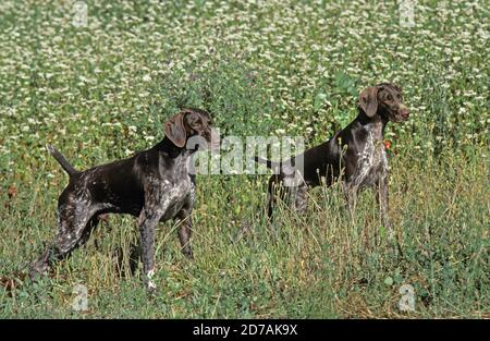 GERMAN SHORT-HAIRED POINTER, adultes dans la longue herbe Banque D'Images