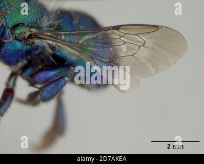 Pinkle, Los Angeles, Californie, États-Unis, Osmia aglaia Sandhouse, 1939, Animalia, Arthropoda, Insecta, Hyménoptères, Megachilidae Banque D'Images