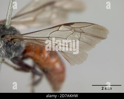 Pinkshad, Pecos, San Miguel, Nouveau-Mexique, États-Unis, Sphecodes pecosensis Cockerell, 1904, Animalia, Arthropoda, Insecta, Hyménoptères, Halictidae Banque D'Images