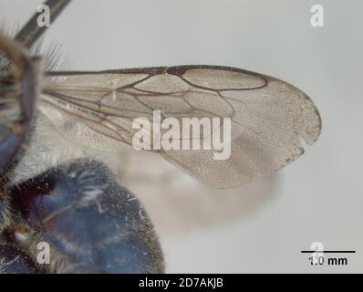 Pinkle, Claremont, Los Angeles, Californie, États-Unis, Osmia clarescens Cockerell, 1911, Animalia, Arthropoda, Insecta, Hyménoptères, Megachilidae Banque D'Images