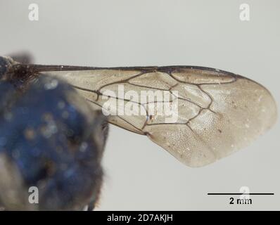 Pinkle, Claremont, Los Angeles, Californie, États-Unis, Osmia cara Cockerell, 1910, Animalia, Arthropoda, Insecta, Hyménoptères, Megachilidae Banque D'Images