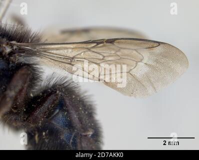 Pinkle, Claremont, Los Angeles, Californie, États-Unis, Osmia casta Cockerell, 1910, Animalia, Arthropoda, Insecta, Hyménoptères, Megachilidae Banque D'Images