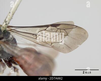 Pinklé, Claremont, montagnes voisines, Los Angeles, Californie, États-Unis, Sphecodes pecosensis salicis Cockerell, 1922, Animalia, Arthropoda, Insecta, Hyménoptères, Halictidae Banque D'Images