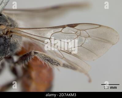 Pinkle, Las Vegas, San Miguel, Nouveau-Mexique, États-Unis, Sphecodes veganus Cockerell, 1904, Animalia, Arthropoda, Insecta, Hyménoptères, Halictidae Banque D'Images